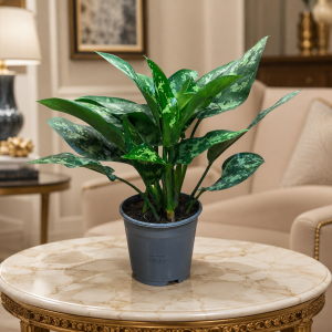 Aglaonema Maria