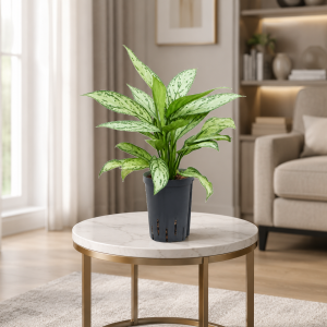 Aglaonema Silver Queen