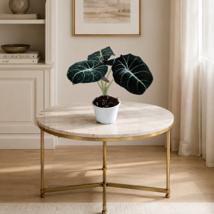 Alocasia Black Velvet