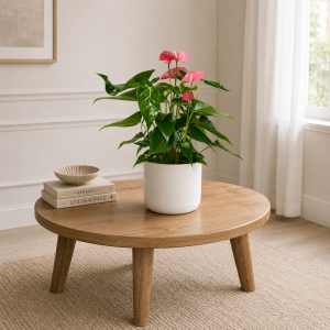 Anthurium