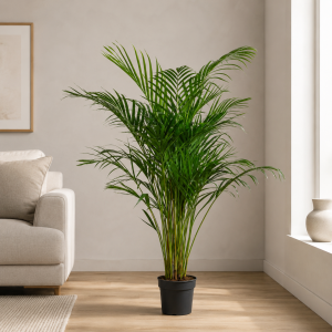 Areca