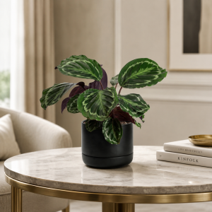 Calathea Medallion