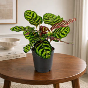 Calathea Sabrina