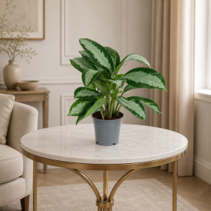 Aglaonema Pattaya