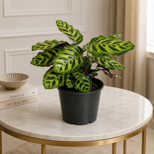 Calathea Makoyana