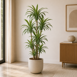 Dracaena Warneckii
