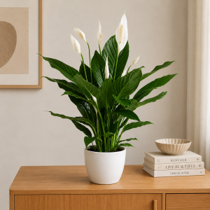 Spathiphyllum