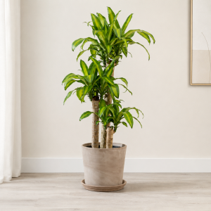 Dracaena Massangeana