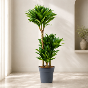 Dracaena Compacta 3PP