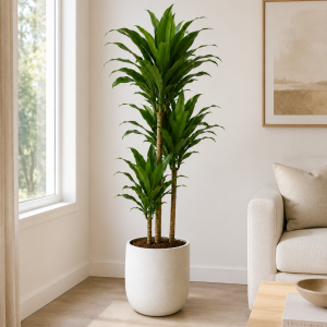 Dracaena Janet Craig 3PP