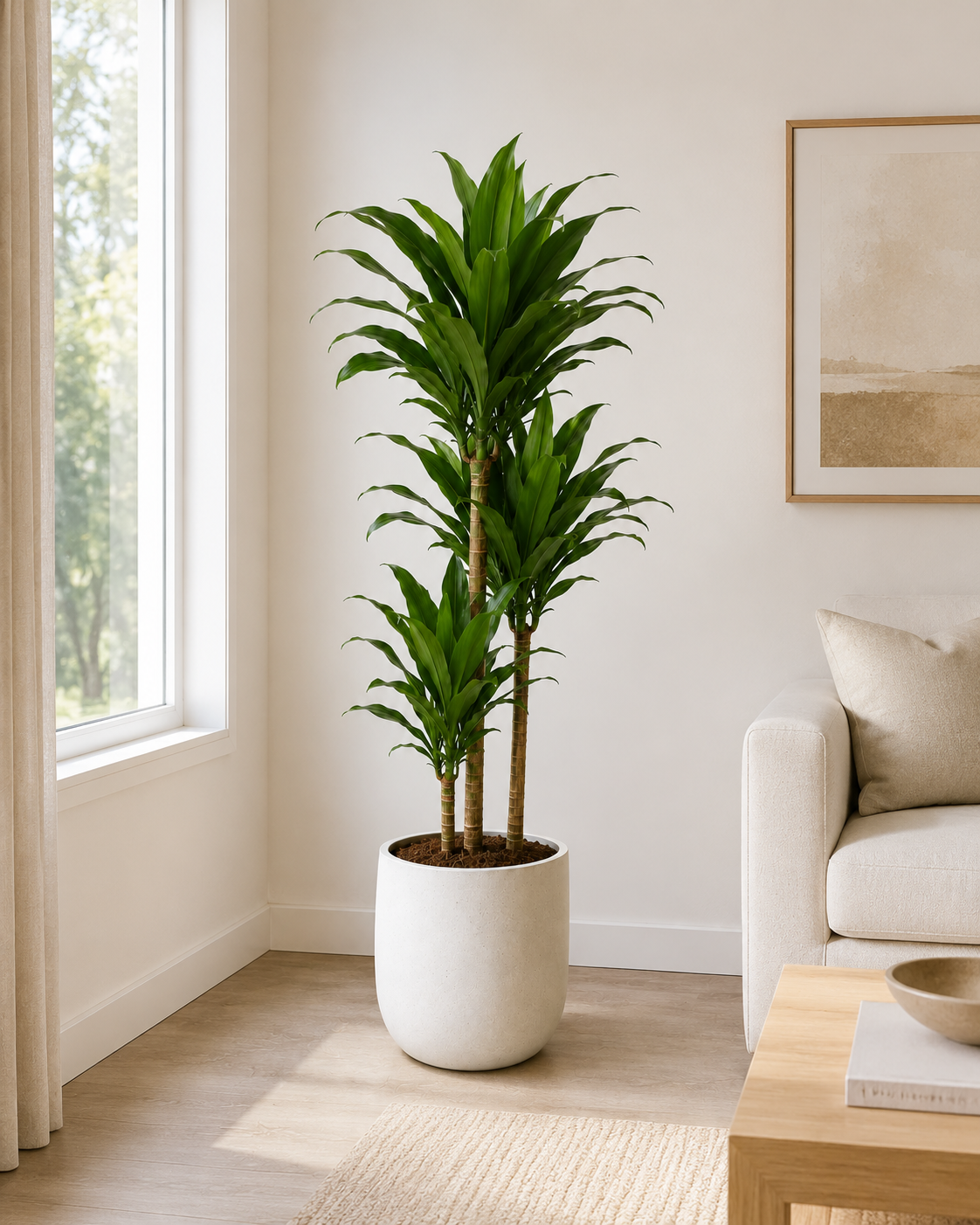 Dracaena Janet Craig 3PP