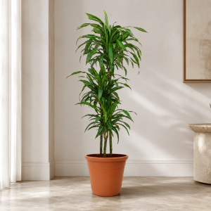 Dracaena Rikki
