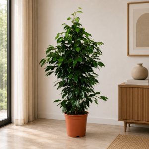 Ficus Benjamina