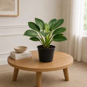 Philodendron Birkin
