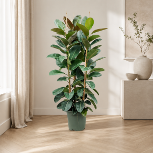 Ficus Elastica