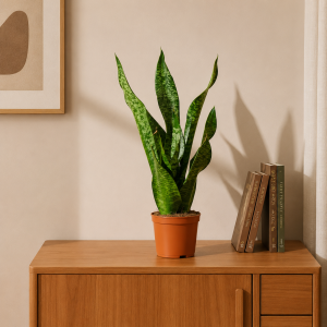 Sansevieria