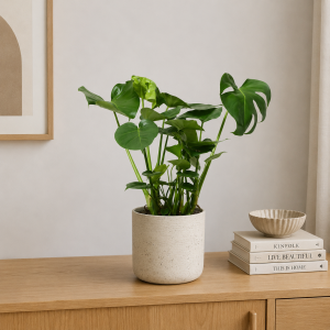 Swiss Cheese Plant