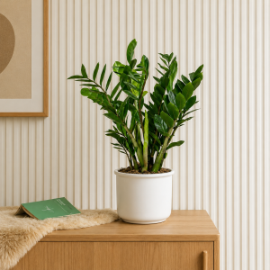 Zamioculcas ZZ Plant