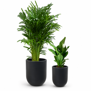 Promo Artificial Plant Set – 2 Pieces