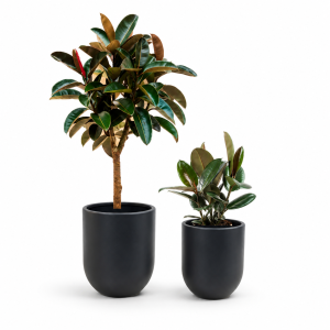 Promo Ficus Elastica Plant Set – 2 Pieces