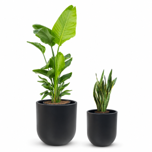 Promo Paradise & Snake Plant Set – 2 Pieces