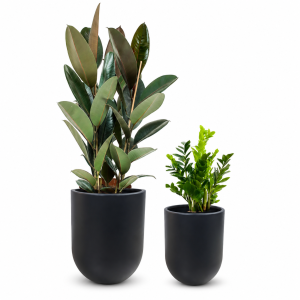 Promo Ficus Elastica & ZZ Plant Set – 2 Pieces